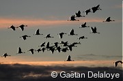 Grues&nbsp;cendr�e