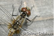 Agrion&nbsp;sp.
