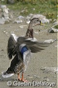 Canard&nbsp;Colvert