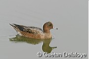 Canard&nbsp;Siffleur