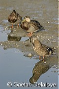 Canard&nbsp;Colvert